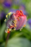 Tulipa parrot 'Rococo'