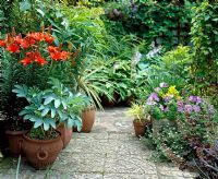 Potted orange Lilies and Meliathus and Petunias on beside of path