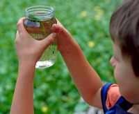 Boy with jam jar containing tadpoles