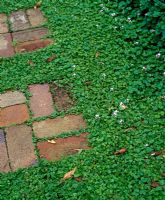 Brick path with native violets