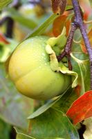 Diospyros kaki - Persimmon, Kaki fruit, Sharon fruit in October