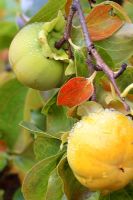 Diospyros kaki - Persimmon, Kaki fruit, Sharon fruit in October