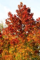 Liquidambar styraciflua - American Sweetgum or Redgum in October