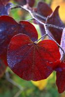 Cercis canadensis 'Forest Pansy' - Eastern Redbud in October