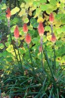 Kniphofia backed by Tilia cordata trees in October