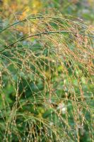 Ornamental grass in October