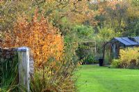 Amelanchier and Betula in a mixed border, with view to greenhouse in October