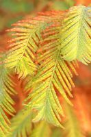 Metasequoia glyptostroboides - Dawn Redwood in October