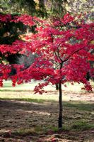 Acer palmatum 'Osakazuki' - autumn foliage