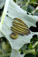 Larvae of Large white butterfly - Cabbage white - Pieris brassicae - on Calabrese 'Marathon'
