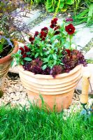 Red and green-themed food and flower pot.  Viola 'Penny Red Blotch' with Lettuce - Lactuca sativa 'Lollo Rosso'