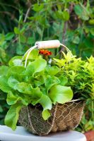 Edible flowers and leaves basket.  French Marigold-Tagetes,Origanum vulgare 'Gold Tip' - Margoram, Oak-leaved lettuce - 'Cocarde'