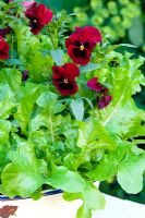 Viola 'Penny Red Blotch' growing with Oak-leaved Lettuce - Cocarde