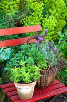 Collection of kitchen herbs on a red wooden chair. Mentha suaveolens, Origanum vulgare 'Gold Tip'  - Marjoram, Tymus vulgaris and Lavender 'Willow Vale'.