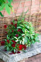 Decorative herb pot. Mentha suaveolens variegata - Pineapple Mint, Origanum vulgare 'Gold Tip'  - Marjoram, Allium schoenoprasum - Chives Viola 'Penny Red Blotch' in a red-painted, recycled tin. 