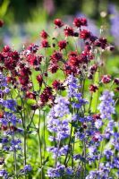 Aquilegia 'Ruby Port' and catmint