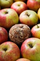 Apple with brown rot disease