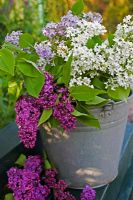 Bucket filled with lilac picked in the garden
