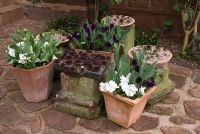 Arrangement of terracota pots with Viola - Pansies and Tulipa and raised circular terracota trays with Sempervivums on stone patio at 'Briarfield', Cheshire