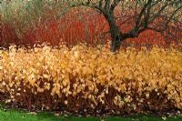 Late Autumn display of Cornus sanguinii 'Magic Flame' and Salix alba 'Yelverton' 