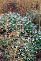 Galanthus 'Sam Arnott' and Cornus sanguinea 'Winter Beauty' in late February