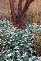 Acer griseum underplanted with Galanthus 'Sam Arnott' and Cornus sanguinea 'Winter Beauty' in late February