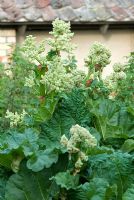 Rhuem - Common rhubarb with flowers in an organic vegetable garden in late April 