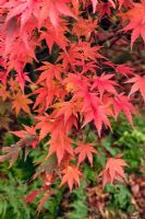 Acer Palmatum 'Bloodgood' in autumn Wilkins Pleck (NGS) Whitmore near Newcastle-under-Lyme in North Staffordshire