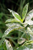 Phlox paniculata cultivar with Powdery Mildew - Erysiphe cichoracearum