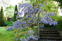 Peter Owen's garden, Watcombe, in Somerset, UK, Wisteria tree in full bloom