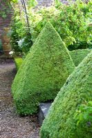 Peter Owen's garden, Watcombe, in Somerset, UK, low hedging and topiary in parterre garden