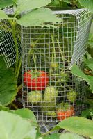 Strawberry 'Temptation' protected from mice with wire mesh