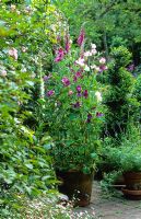 Old Fashioned sweet peas in terracotta pot on patio - June