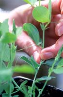 Sweet pea wigwam sequence - Removing or pinching out the growing tips of sweet pea seedlings