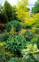 Bog garden with Symphytum, Persicaria and Betula pendula 'Golden Beauty'