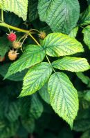 Lime induced chlorosis on raspberry