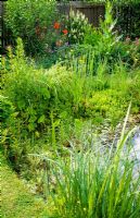 Small wildlife pond with large variety of marginal plants - Caltha, Cyperus, Lythrum, Ranunculus, Acorus and Menyanthes