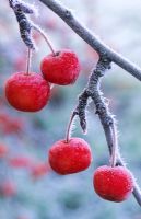 Malus 'Red Sentinel' with frost