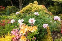 Pieris, Peony, Rhododendron and Azaleas in the borders in the Japanese Garden, Cookscroft Garden, Sussex