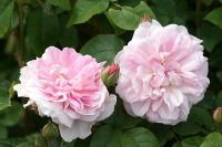 Rosa Cottage Rose 'Ausglisten'