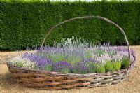 Bed made into a large Lavender basket - Downderry Lavender Nursery