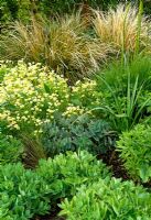 Sedum, other perennials and low grasses in the border
