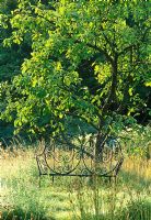 Decorative iron seat under in tree in the meadow, naturalistic