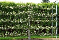 Espalier in blossom