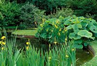 Curved clear edge define this pond with Petisites and Yellow Flag Irises