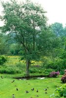 Country garden, ducks on the lawn, by the pond with Yellow flag irses and naturalised rhododendrons and rhododendron ponticum 