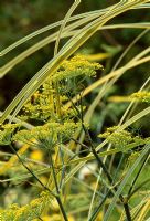 Yellow, variegated grass with fennel