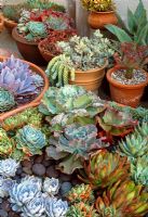 Colourful succulents in pots