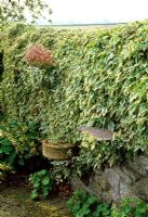Varigated ivy, Ilex covers the dry stone wall. Stepping stones provide shelves for pots.