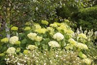 Hydrangea arborescens 'Annabelle' deciduous shrub dull white flowers at Lilac Cottage in Summer
